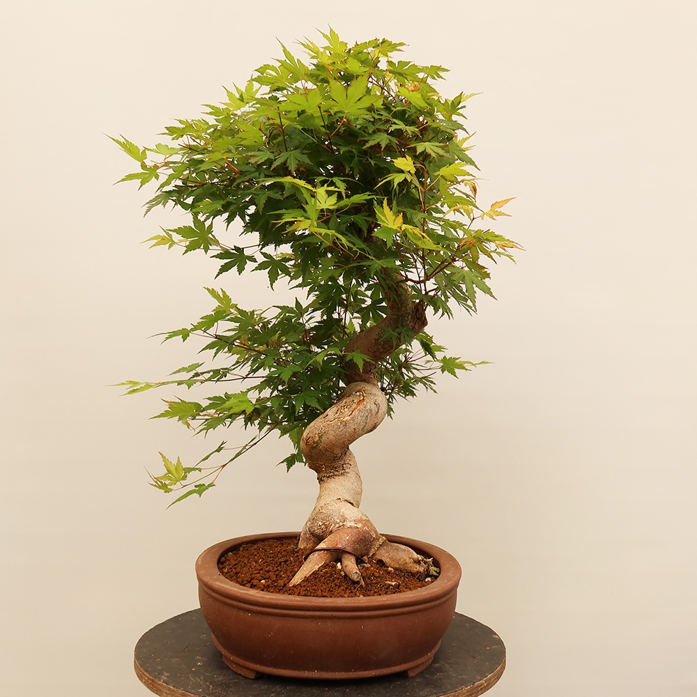 Bonsai für draußen - Ahorn palmatum - Palmen