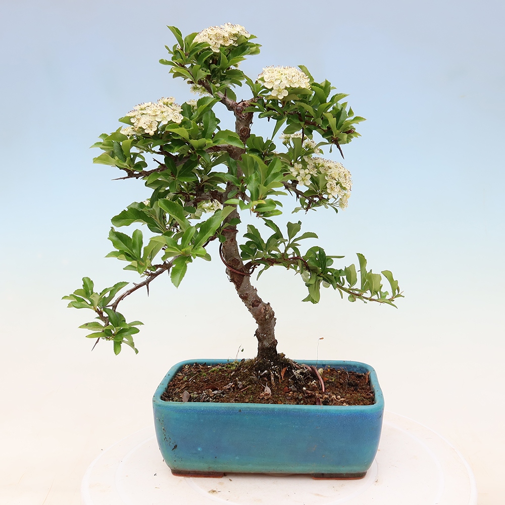 Bonsai für den Außenbereich – Pyracantha teton – Feuerdorn