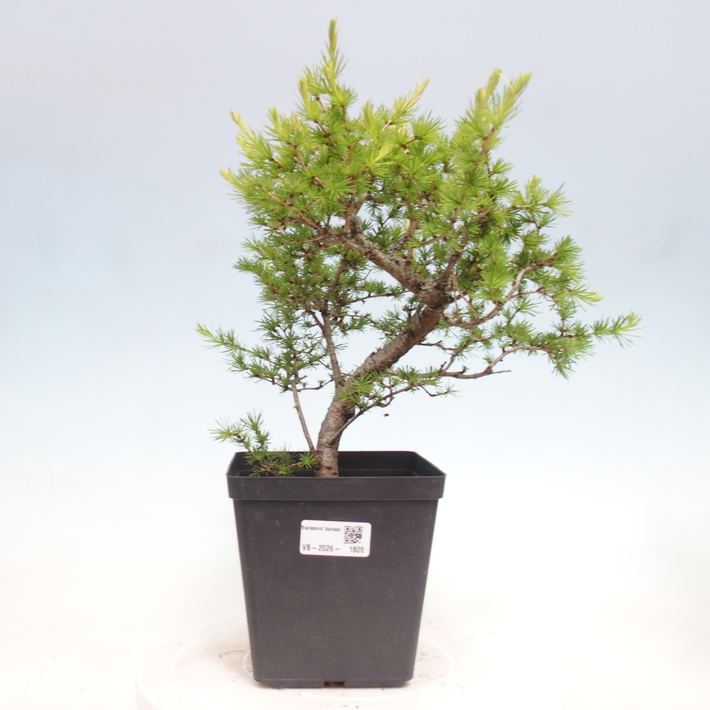 Bonsai für draußen -Larix decidua - Lärche