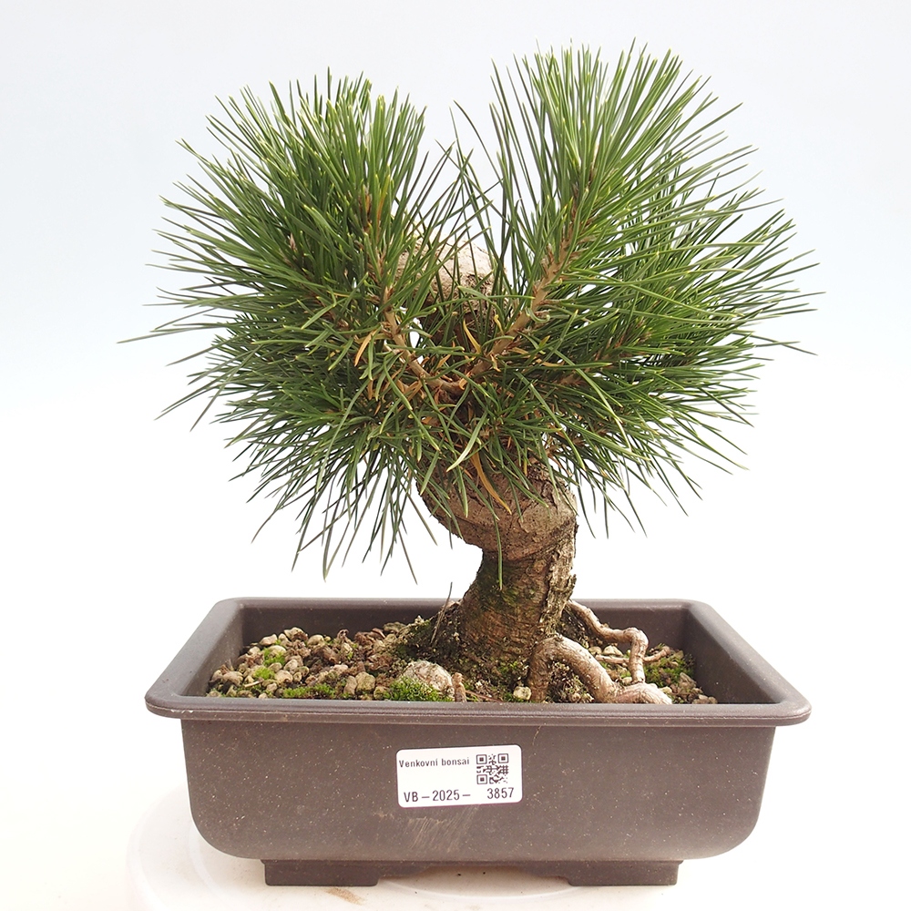 Bonsai für draußen - Pinus thunbergii - Thunberg-Kiefer