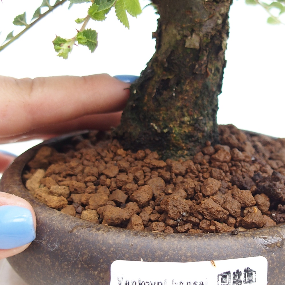 Bonsai für draußen - Ulmus parvifolia Hokkaido - Chinesische Ulme