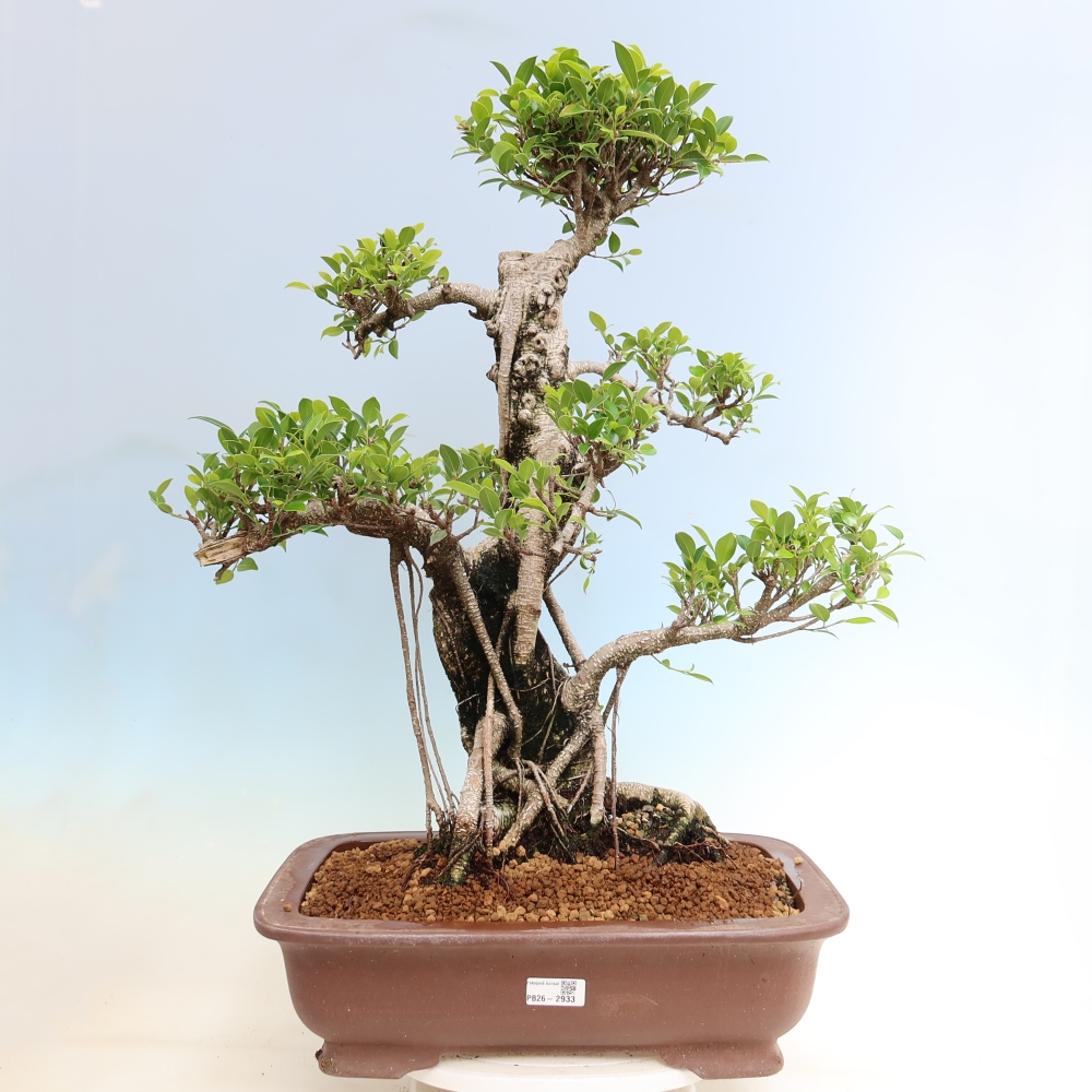 Zimmerbonsai - Ficus kimmen - Kleinblättriger Ficus