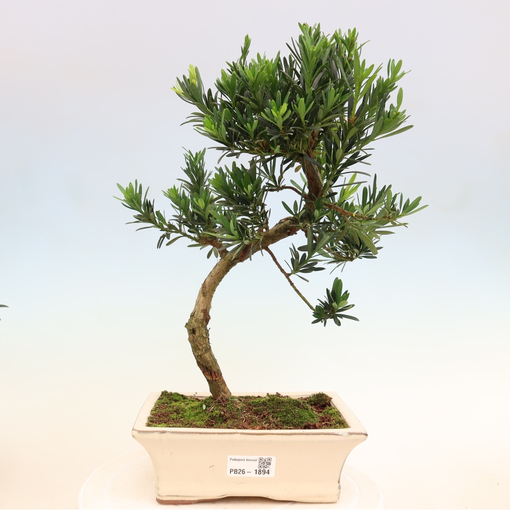 Zimmerbonsai - Podocarpus - Stein-Eibe