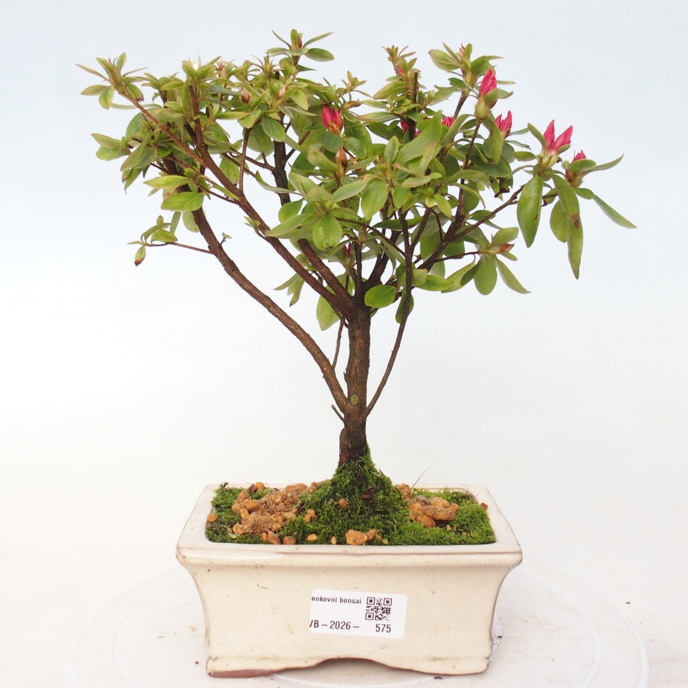 Bonsai für draußen - Japanische Azalee - Azalea sp.