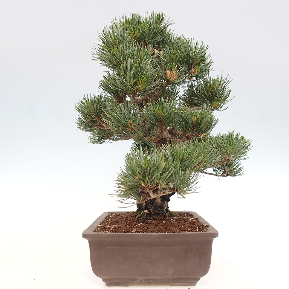 Bonsai für draußen - Pinus parviflora - Pinus parviflora