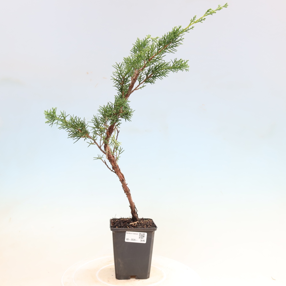 Bonsai für draußen - Juniperus chinensis Kishu