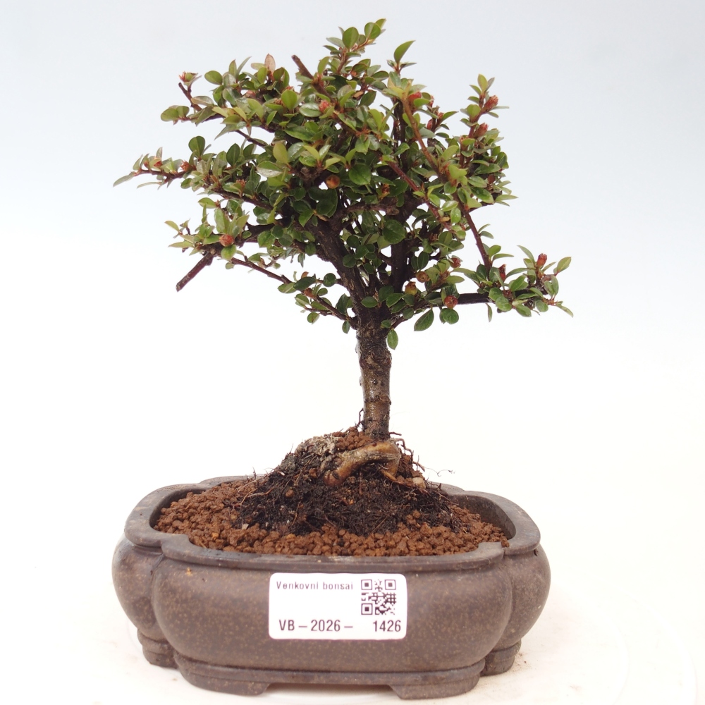 Bonsai für draußen - Cotoneaster horizontalis - Rocky Mountain