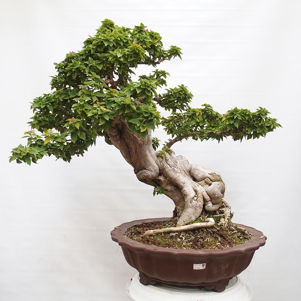Zimmer Bonsai - Bouganwilea