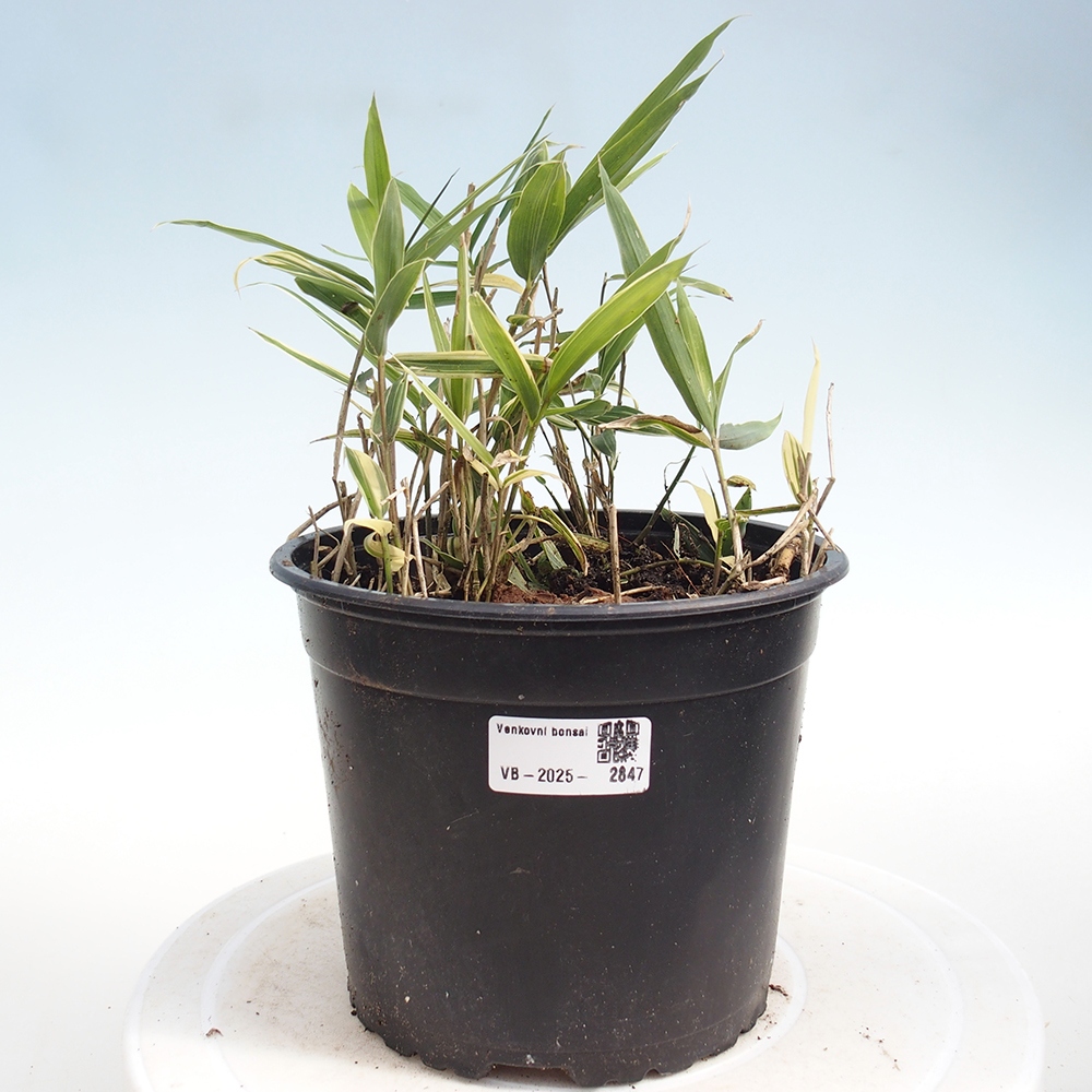 Bonsai für draußen - Sasaella masamuneana Albostriata - Bambus