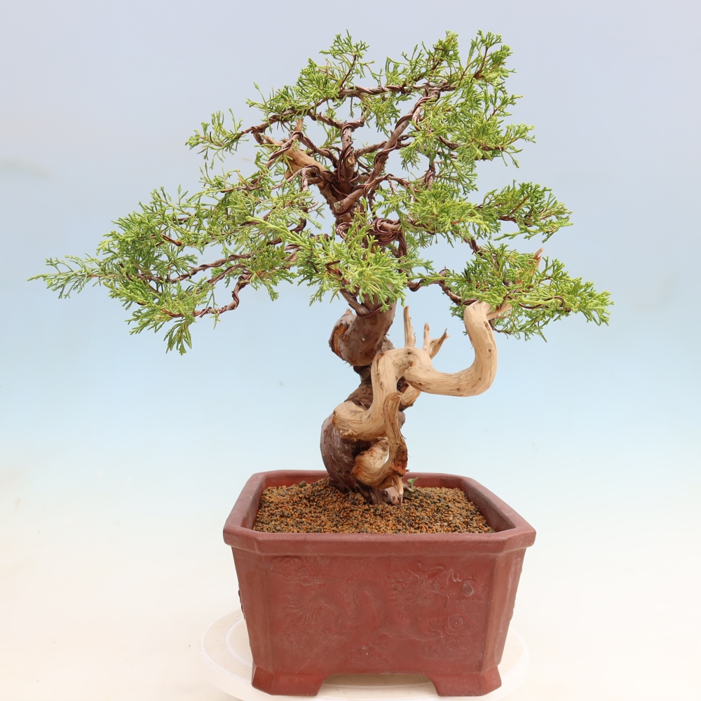 Bonsai für draußen - Juniperus chinensis Itoigawa-Juniperus chinensis