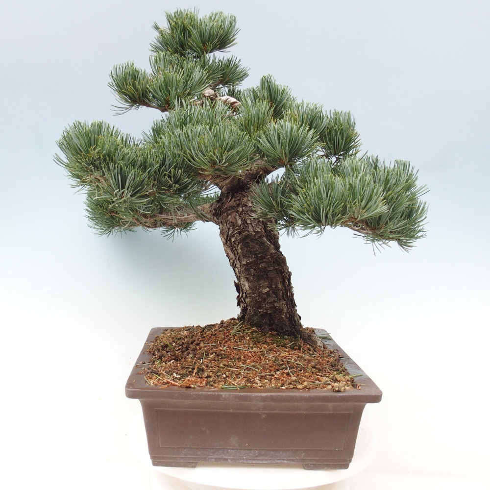 Bonsai für draußen - Pinus parviflora - Pinus parviflora