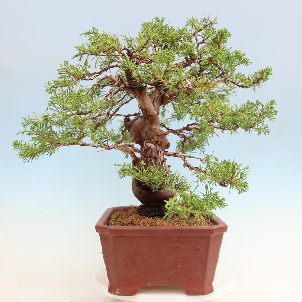 Bonsai für draußen - Juniperus chinensis Itoigawa-Juniperus chinensis
