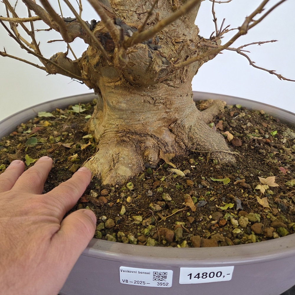 Freiland Bonsai Ahorn Burger - Acer Burgeriana