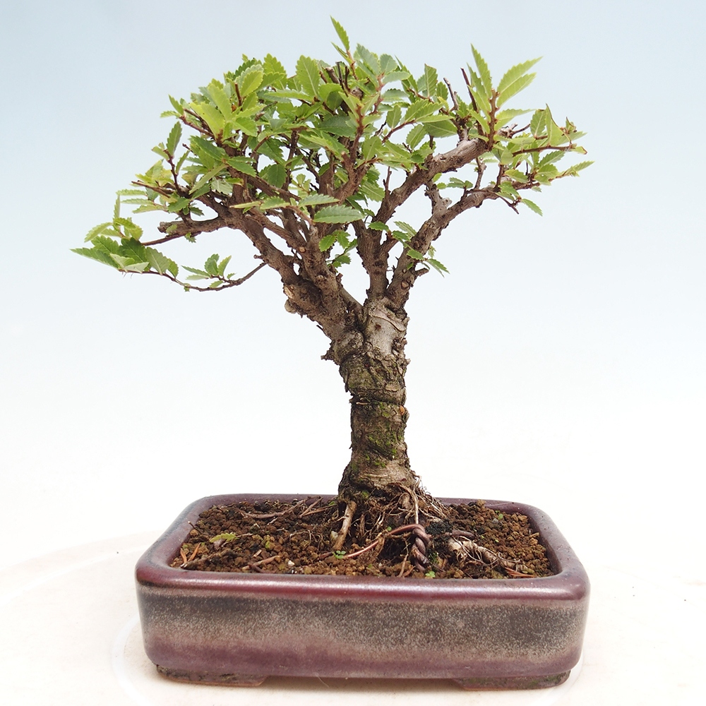 Bonsai für draußen - Zelkova - Zelkova NIRE
