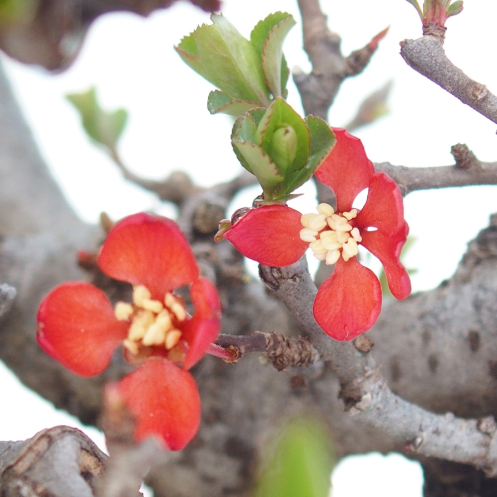 Bonsai für draußen - Chaneomeles speciosa - Quitte