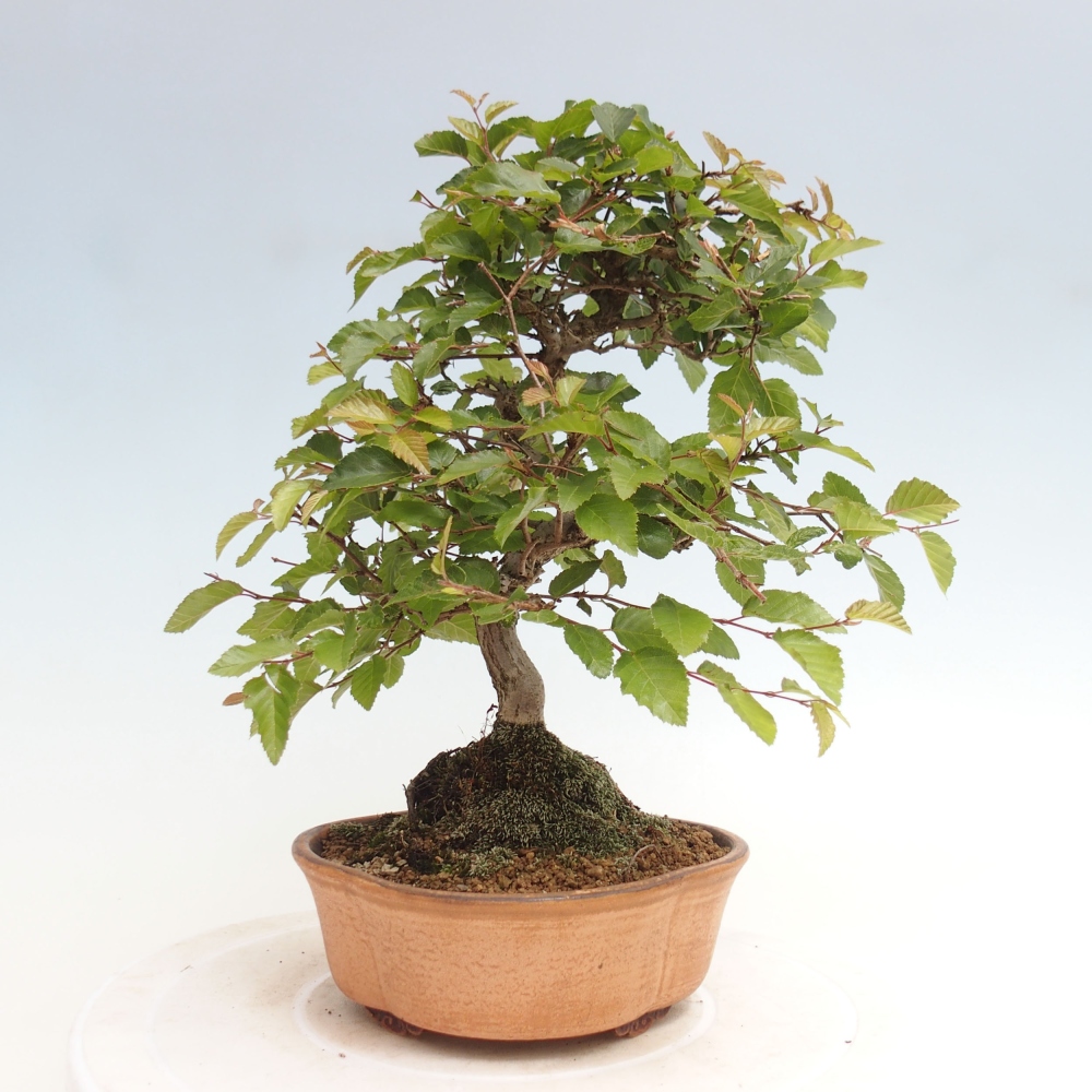Bonsai für draußen -Carpinus CARPINOIDES - Koreanische Hainbuche