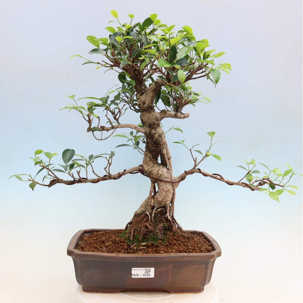 Zimmerbonsai - Ficus kimmen - Kleinblättriger Ficus