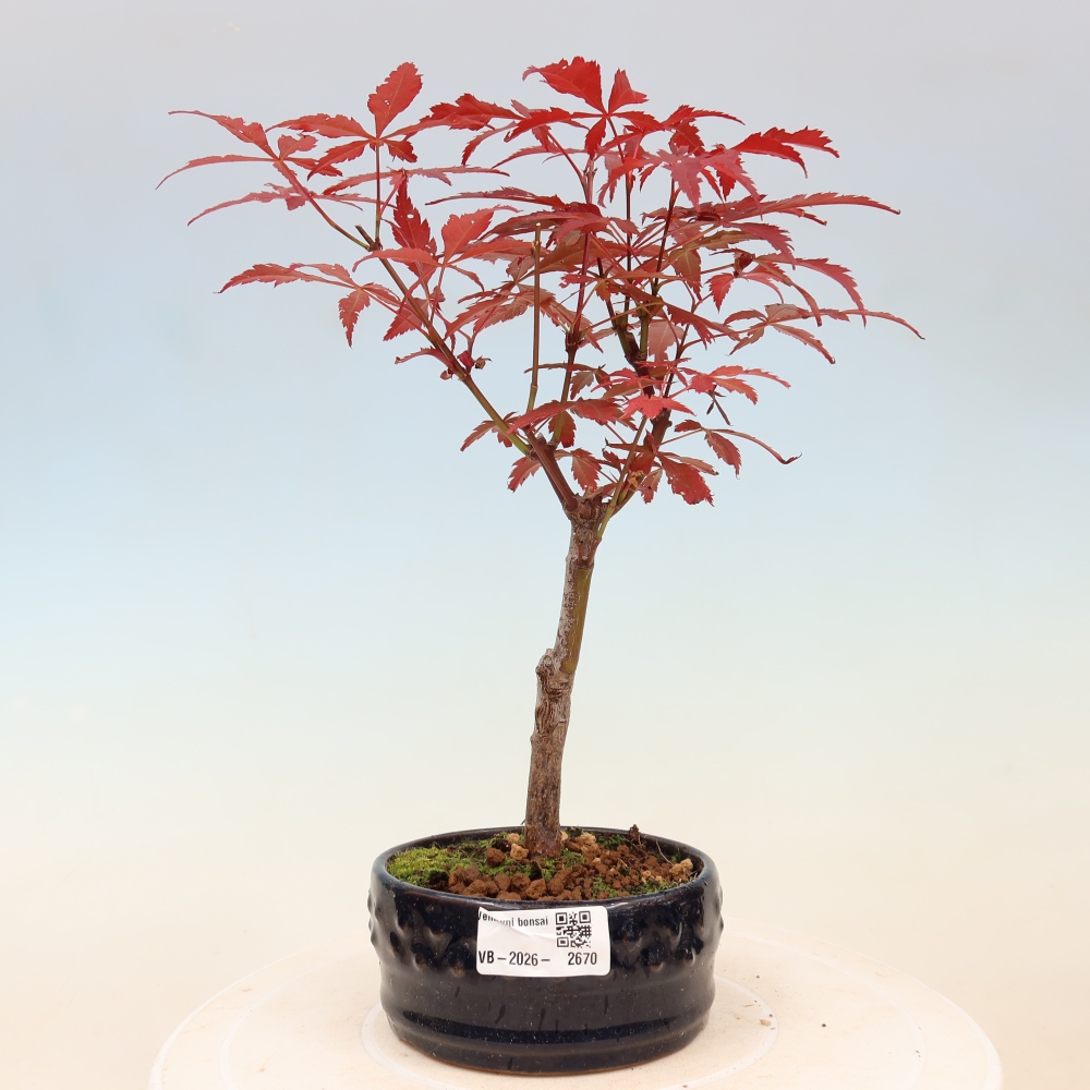 Bonsai für draußen - Acer-Palme. Atropurpureum-Javor palmate