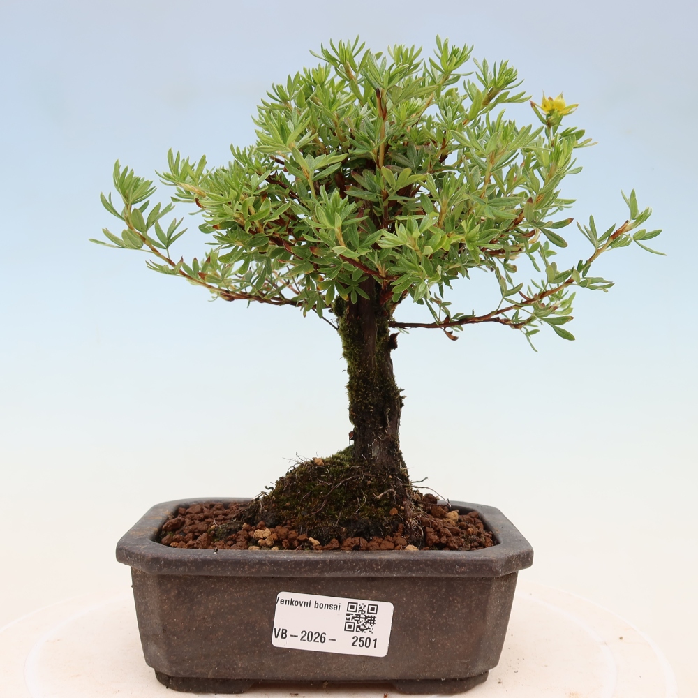 Bonsai für draußen - Potentila fruticosa