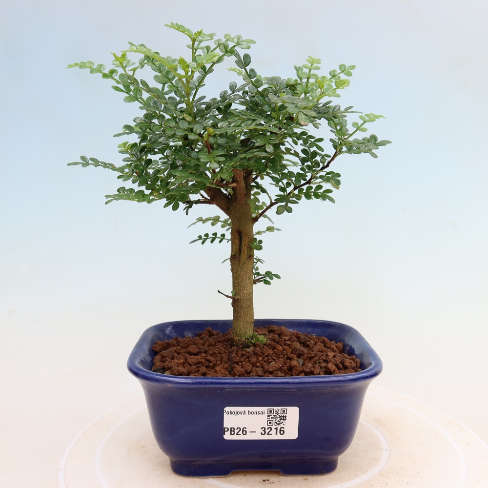 Zimmer Bonsai - Zantoxylum piperitum - Pfefferbaum