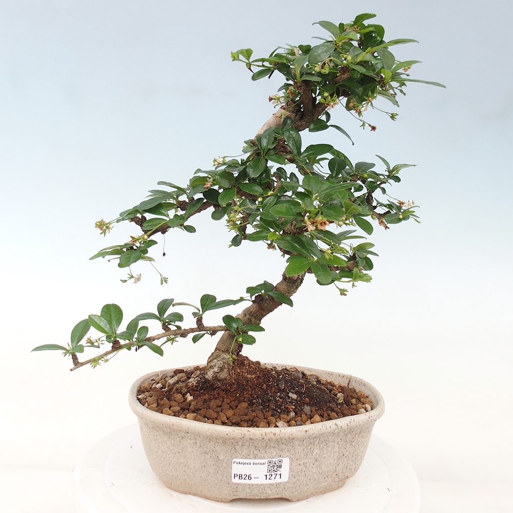 Zimmer-Bonsai - Carmona macrophylla - Tee-Fuki