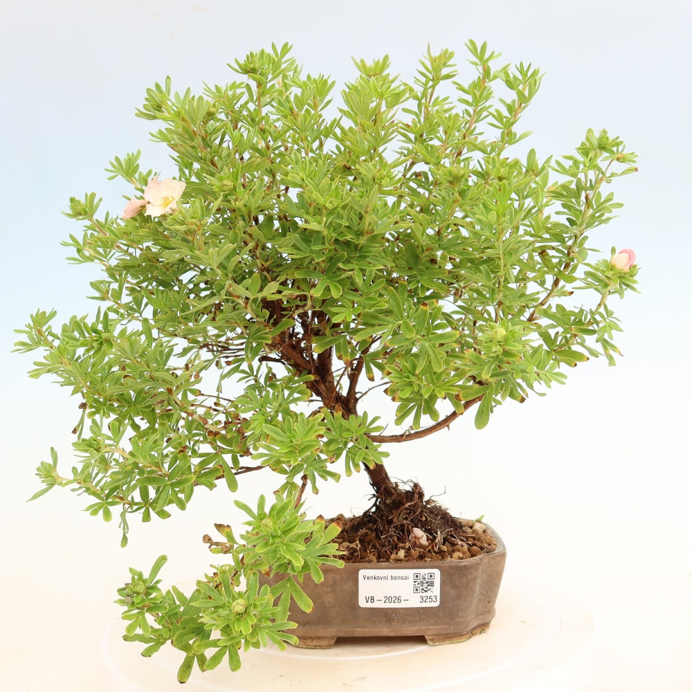 Bonsai für den Außenbereich – Strauch-Fingerkraut – Potentilla fruticosa Bellissima