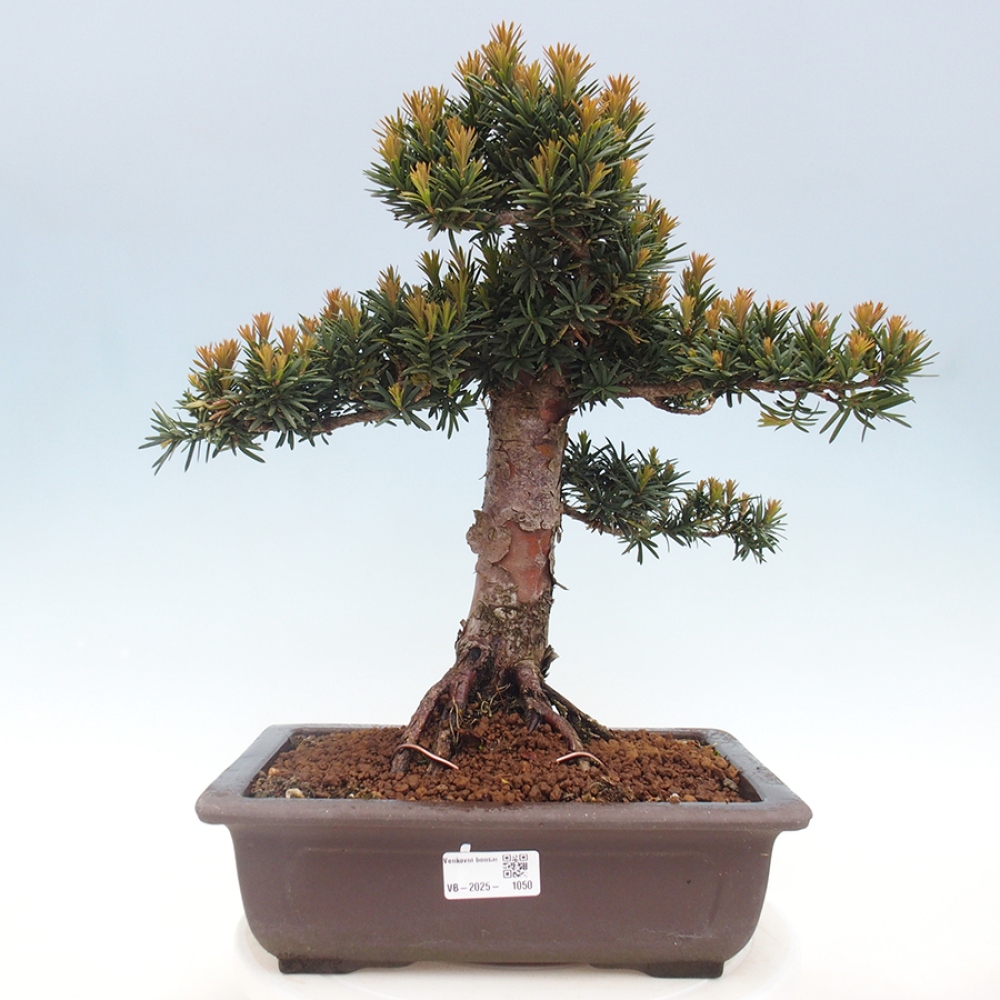 Bonsai für draußen - Taxus cuspidata - Japanische Eibe