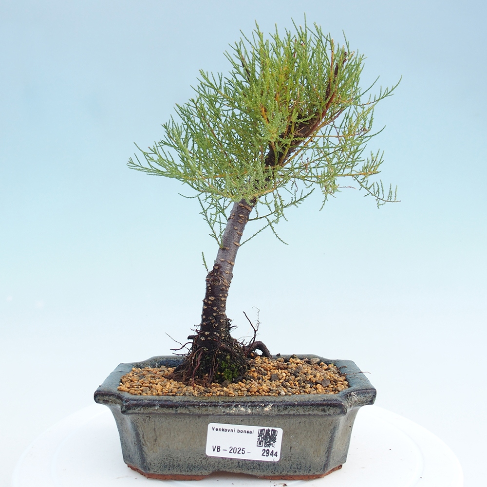 Bonsai für draußen - Tamariske - Tamarix