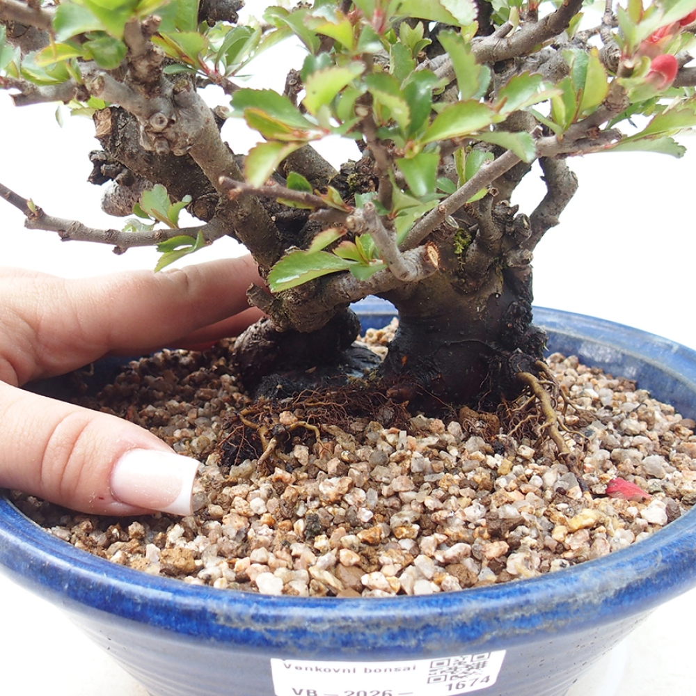 Bonsai für draußen - Chaneomeles speciosa - Quitte