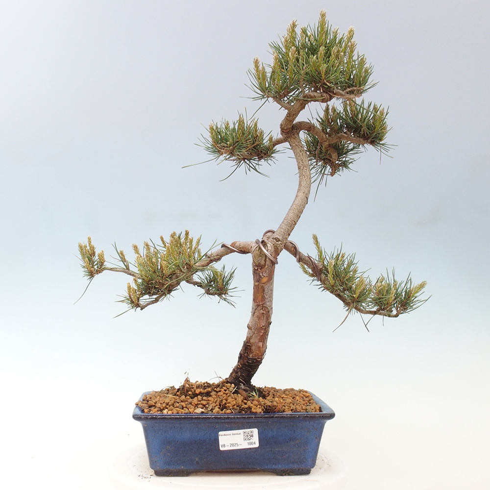 Bonsai für draußen - Pinus Sylvestris Watererri - Waldkiefer