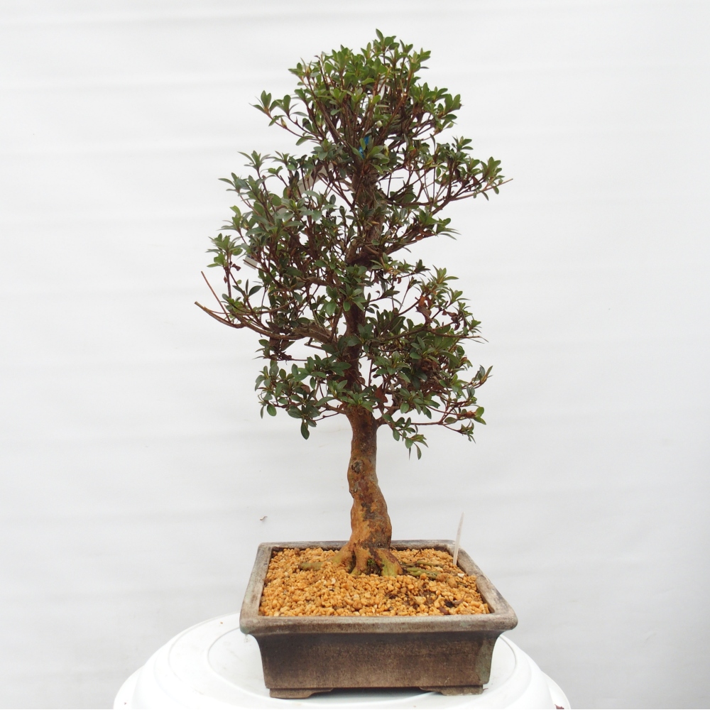 Bonsai für draußen - Japanische Azalee - Azalee Hanatsuzuri