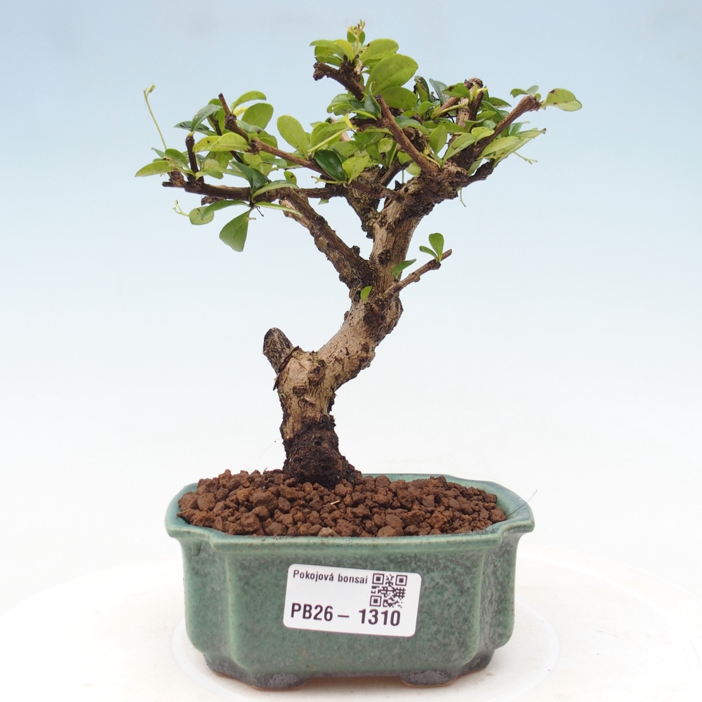 Zimmer-Bonsai - Carmona macrophylla - Tee-Fuki