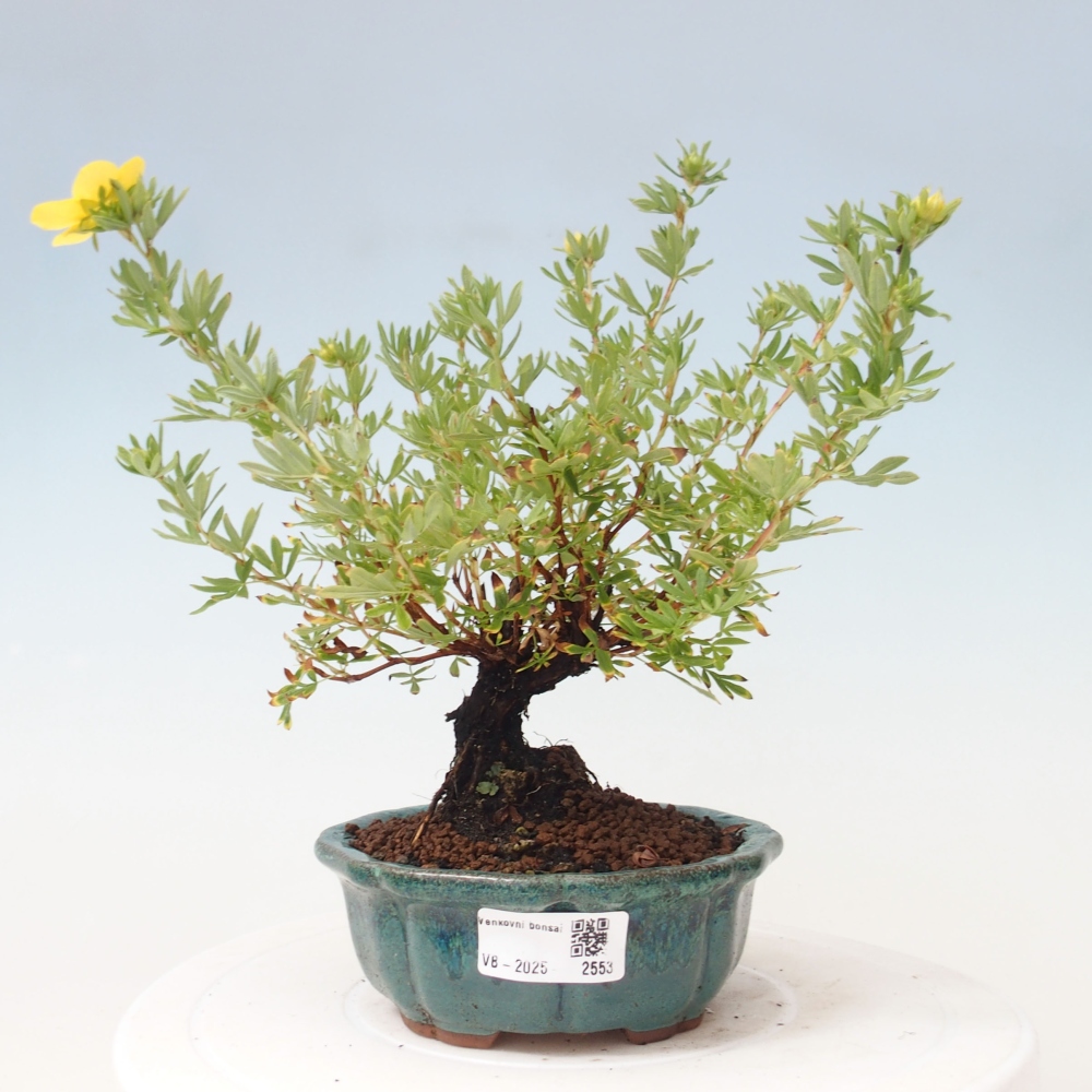 Bonsai für draußen - Potentila fruticosa gelber Vogel