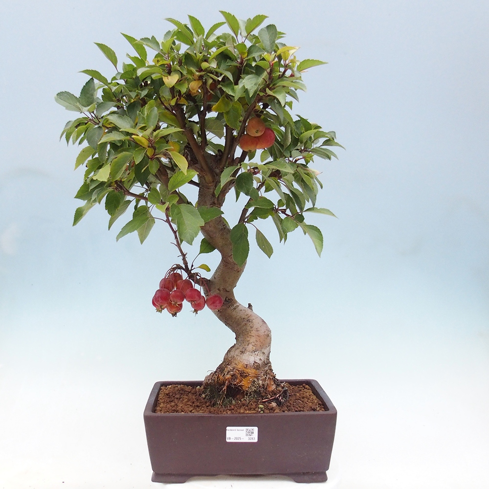 Outdoor-Bonsai -Malus halliana - Kleinfrüchtiger Apfelbaum