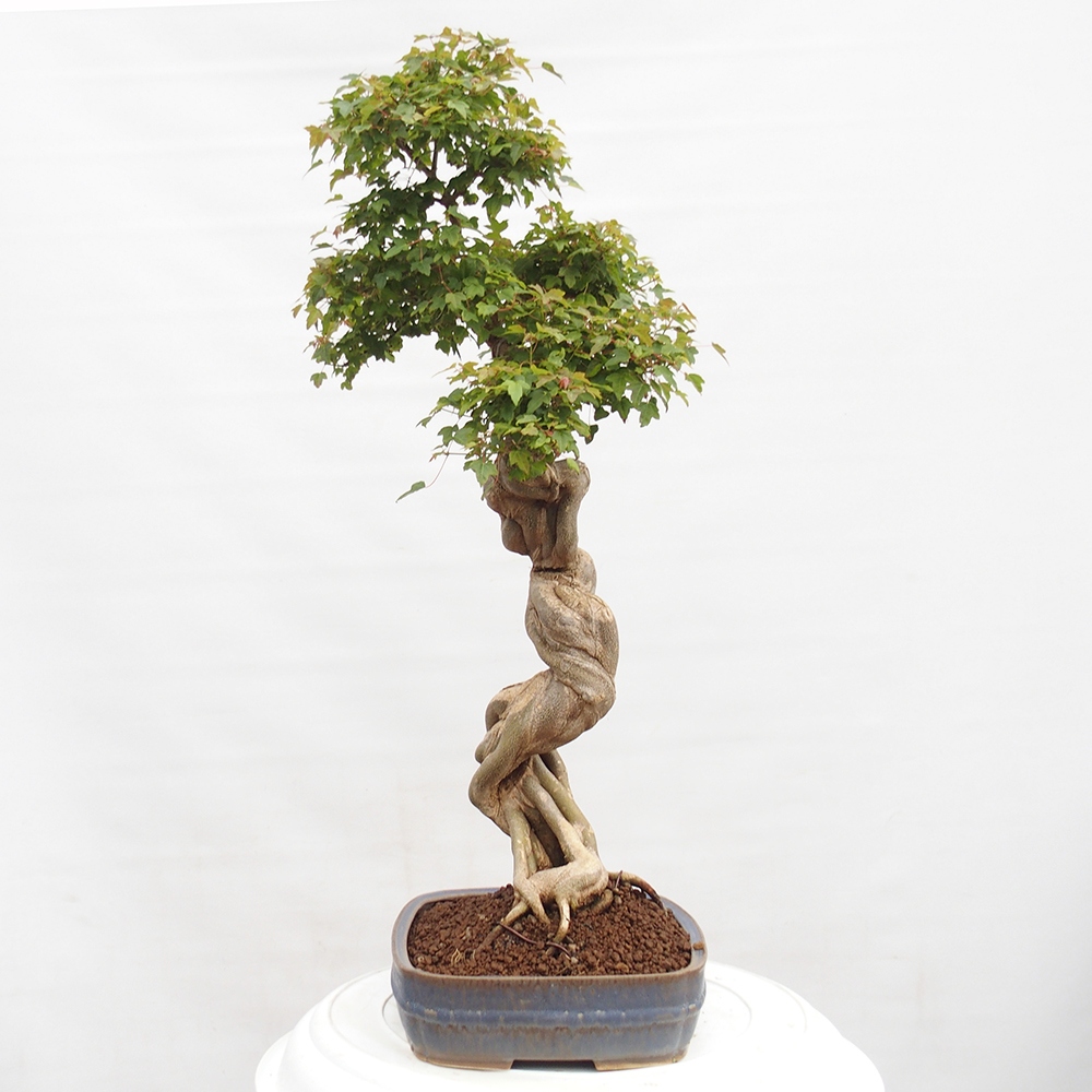 Bonsai für draußen - Acer Buergerianum - Bergahorn