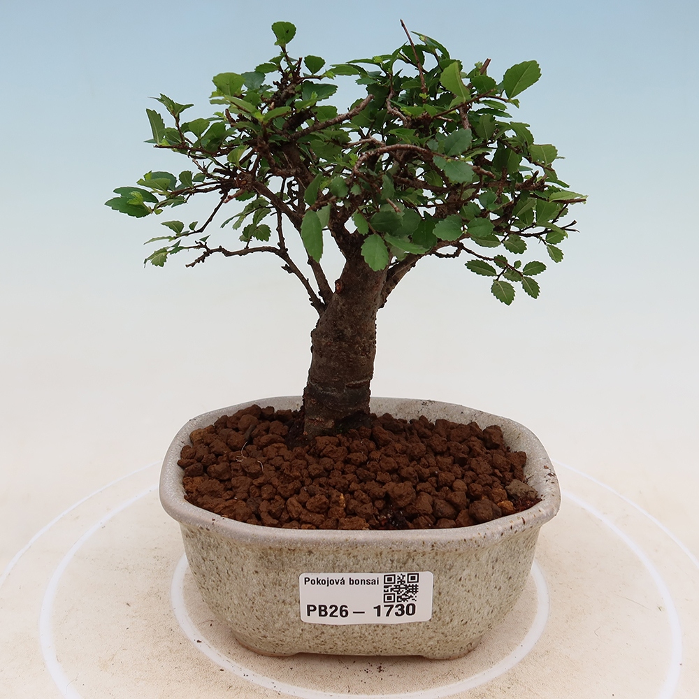 Zimmerbonsai - Ulmus parvifolia - Kleinblättrige Ulme
