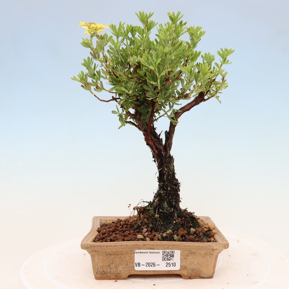Bonsai für draußen - Potentila fruticosa