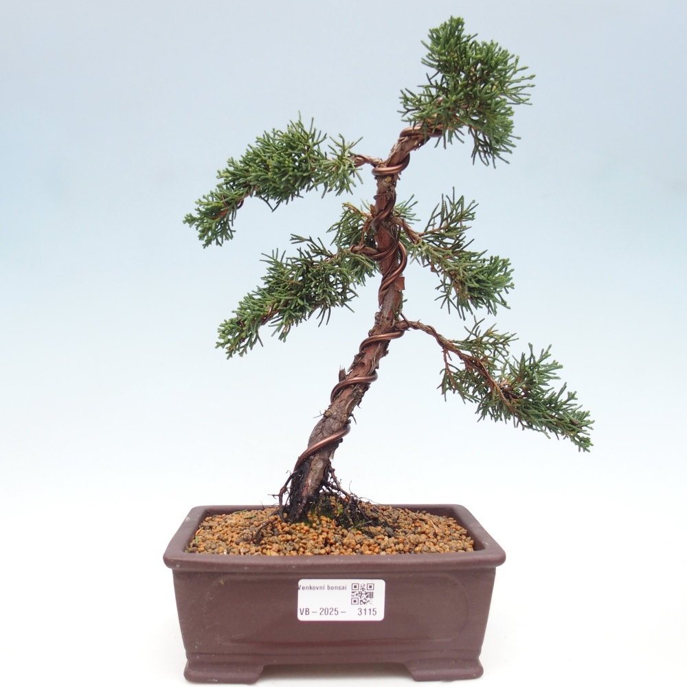 Bonsai für draußen - Juniperus chinensis Kishu