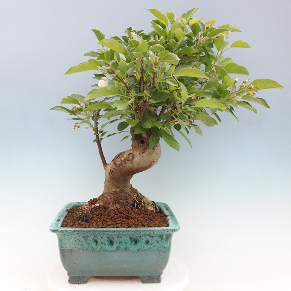 Outdoor-Bonsai -Malus halliana - Kleinfrüchtiger Apfelbaum