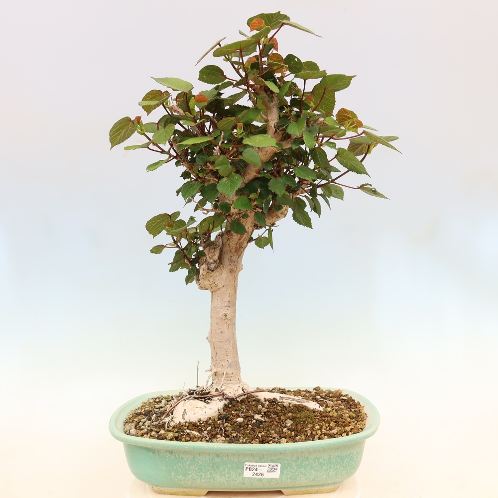 Zimmerbonsai - Hibiscus tiliaceus - Meeres-Hibiskus