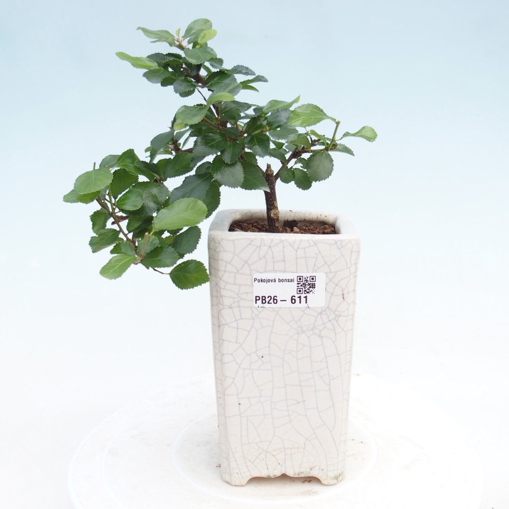 Zimmerbonsai - Grewia occidentalis - Lavendel Seestern