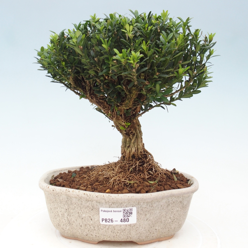Zimmer Bonsai - Buxus harlandii - Korkbuxus