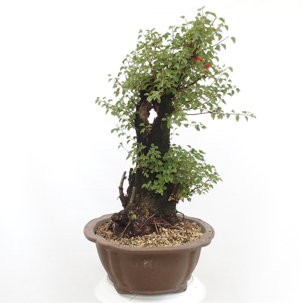 Bonsai für draußen - Mahalebka - Prunus mahaleb