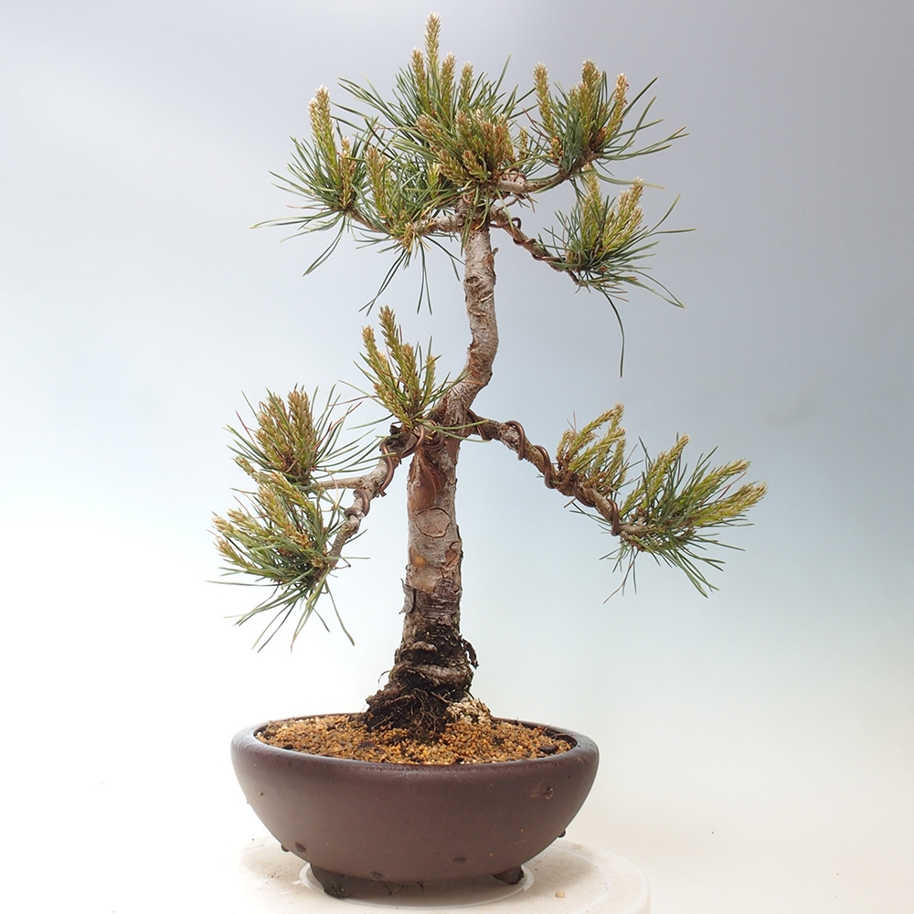 Bonsai für draußen - Pinus Sylvestris Watererri - Waldkiefer