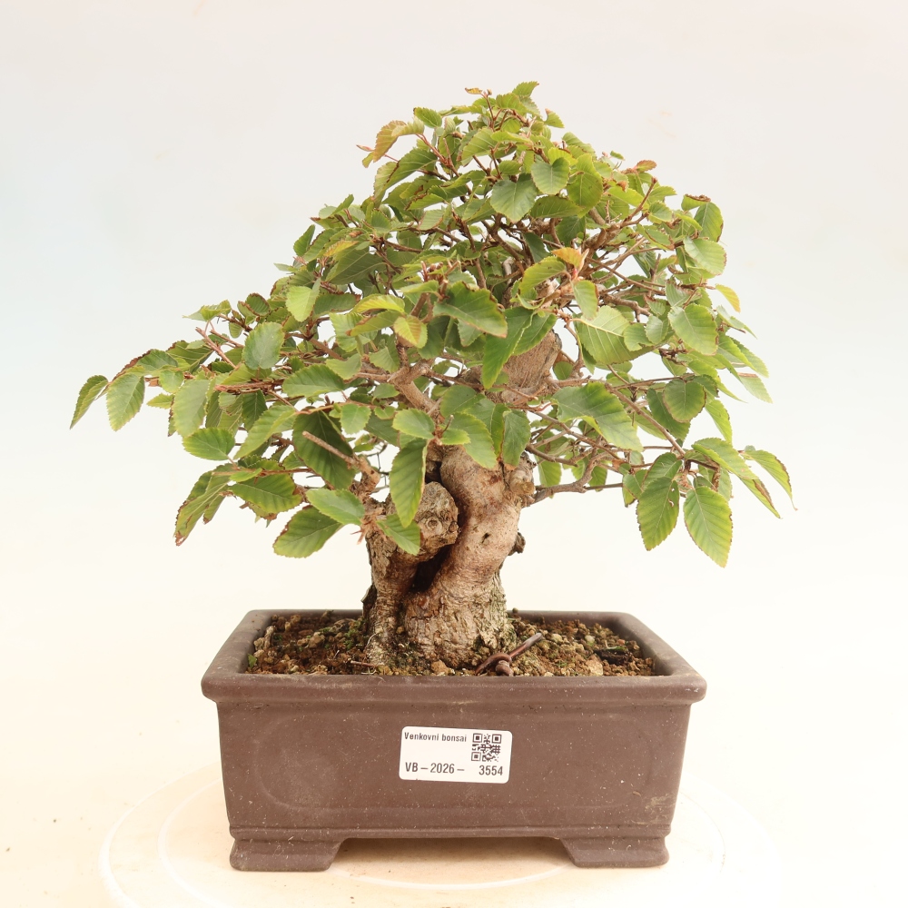 Bonsai für draußen -Carpinus CARPINOIDES - Koreanische Hainbuche