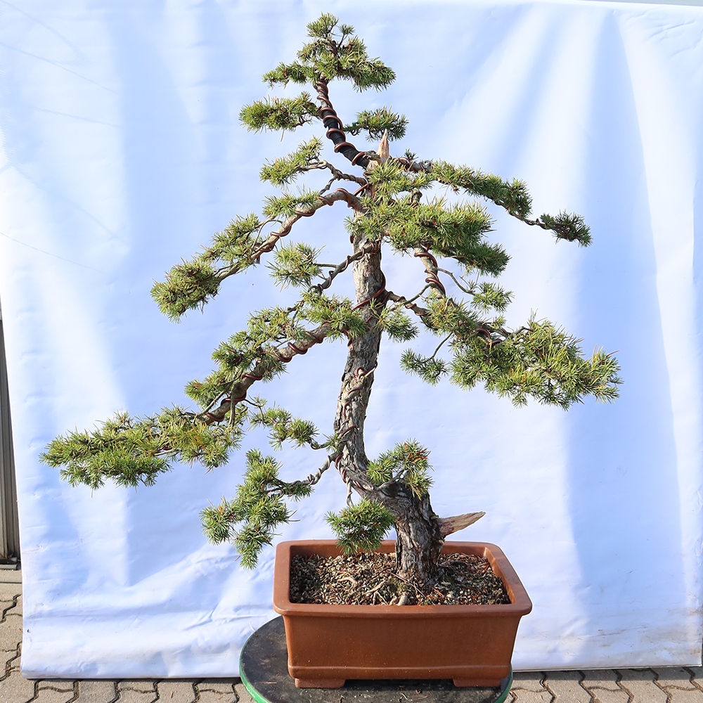 Pinus sylvestris Spanien – Waldkiefer