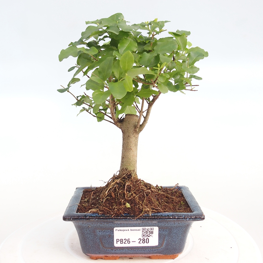Zimmer Bonsai -Ligustrum chinensis - Vogelschnabel