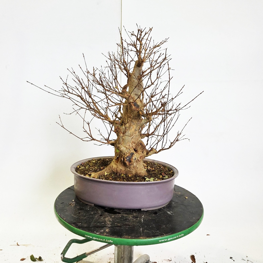 Freiland Bonsai Ahorn Burger - Acer Burgeriana