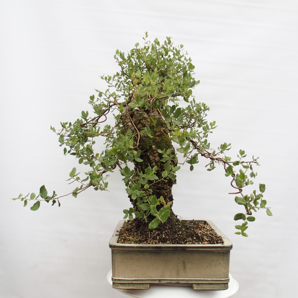 Freiland Bonsai Quercus suber - Korkeiche