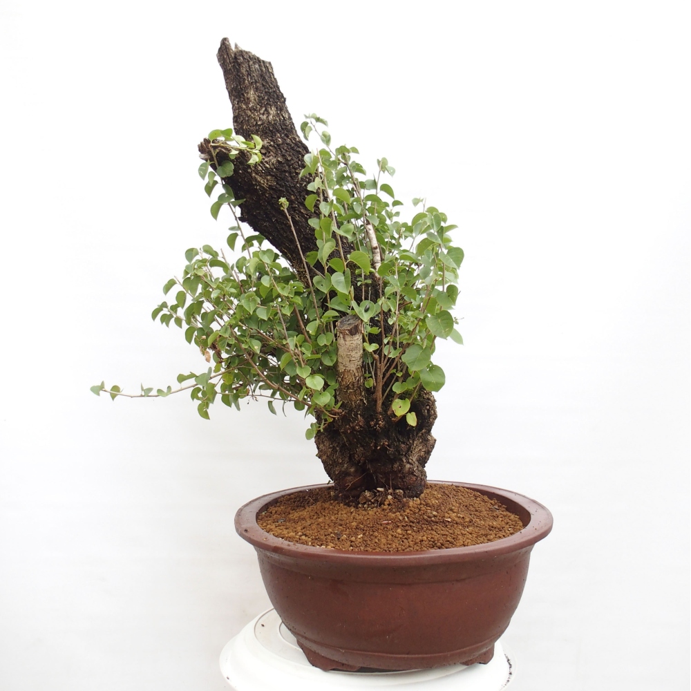 Bonsai für draußen - Mahalebka - Prunus mahaleb